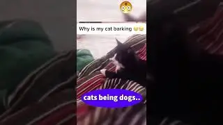cats being..dogs.. #pets #cats #dog #funnyanimals