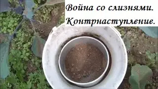 Как прогнать слизней