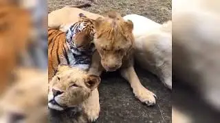 Best friends Forever Kitties Videos Compilation #animal #tiger #trending #tiktok #video #shorts#lion