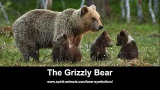 The Grizzly Bear