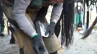 Sándor trimming the hoof before fitting the horseshoe. 3/