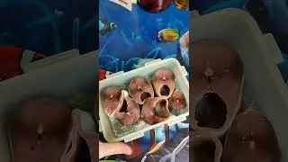 Что я засолила, скумбрию или макрель? А вы как думаете?:))