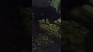 Гуччи вечером