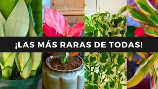 😲¡Las 8 PLANTAS MÁS ORIGINALES de la  TEMPORADA!😍🪴💚🌵☘️ ¡NADIE LAS TIENE EN SU CASA!🙊