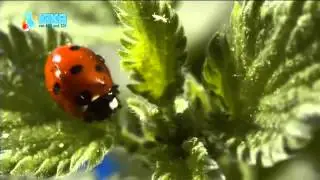 Löwenzähnchen 05 Keks zählt sieben Punkte