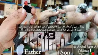 Topaz | Opal Grass Finch |  Best Birds Imported from Portugal @abdulbasitabofficial3625
