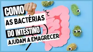 Como as BATÉRIAS do intestino ajudam  a emagrecer