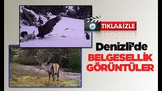 Denizli'de fotokapanlardan yansıyan belgesellik görüntüler