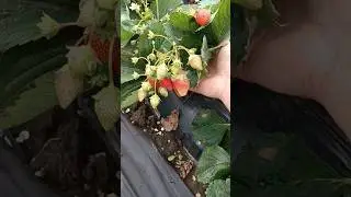 Рассада в наличии #рассадаклубники #клубника #garden  #дача #strawberry #огород #сад