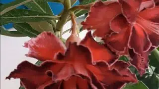 Rosa deserto Florida Rihanna