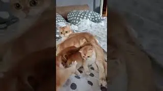 Кушают
