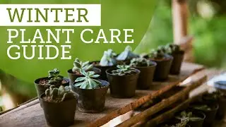 3 Tips To Help You Care For Your Houseplants During Winter Season