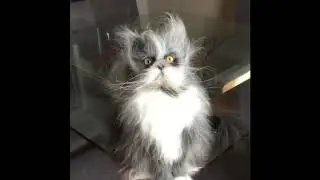 Приколы с кошками и котами Часть 2. Подборка смешных и интересных видео с котиками и кошечками