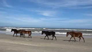Wild Horses of OBX