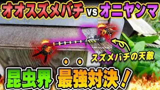 【昆虫界最強対決！】オオスズメバチvsオニヤンマ(君)