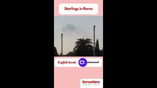 Starlings in Rome