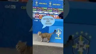 Gato é retirado da Entrevista da Seleção