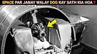 What Happened To Frist Dog In Space | Xplore Facts
