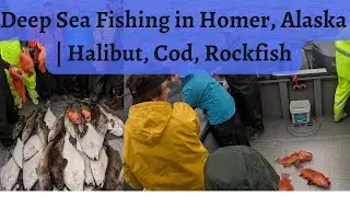 Deep Sea Fishing Out Of Homer, Alaska | Halibut, Cod, Rockfish