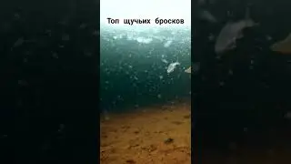 СМЕРТОНОСНАЯ ЩУКА ИСТРЕБЛЯЕТ РЫБУ