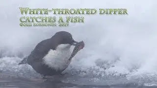 White-Throated Dipper Whacking a Fish Against Ice