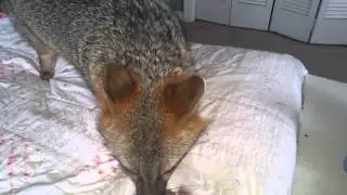 Bilo  (our pet gray fox)
