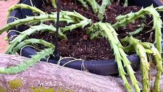 Courtyard Succulents, a beauty! @gildasanjose2777