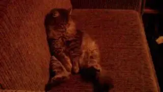 Кот сидит на диване