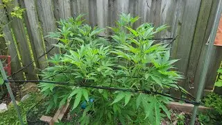 Garden Growth Update! Dahlias, Cannabis, Broccoli & More! Zone 6a