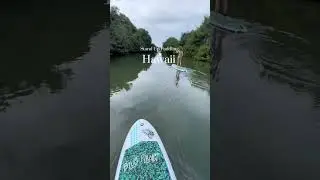 Paddleboarding with Turtles at Blue Planet Adventure in Haleiwa 🌴 🐢🏄🏽