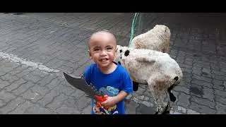 adul potong kambing