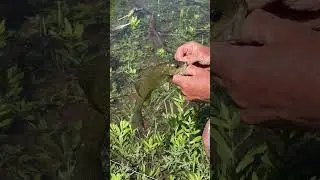 Cameraguy Bonus Fishing (fly fishing) #shorts