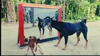 अरे यार ये किया है 