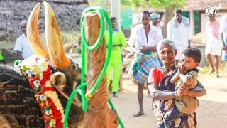 வெள்ளினிப்பட்டி மஞ்சுவிரட்டு 2022