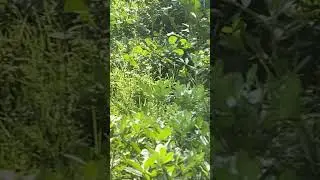 Nature Delhi