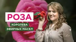 Роза | Эфирное масло для женского здоровья и красоты | doTERRA