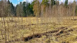 Пошел в лес за грибами, а увидел зверушек! Весенние грибы продолжаются!