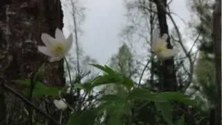 Я жду весну. Анна Герман