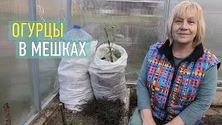 Ранние огурцы: попробовала высадить в мешках, уже цветут