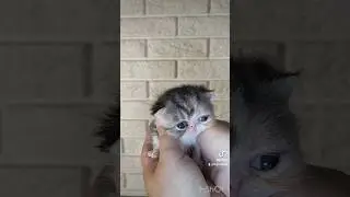 Little baby girl 😘exotic shorthair 😘