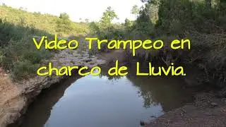 Cámaras trampa: qué son y cómo se utilizan. Video/ fototrampeo en charco de lluvia.