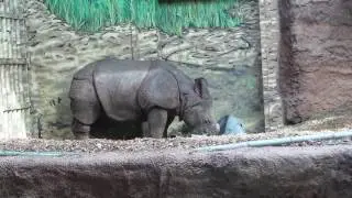 Indian Rhinoceros at Toronto zoo