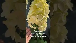 🔥Гортензии метельчатые от •ЭКОДОМ 60» Саженцы почтой.