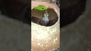 budgie family 