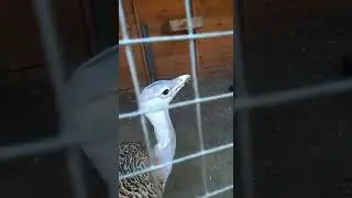 Дрофа издает неприличные звуки
