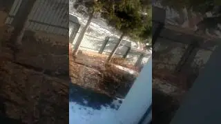 Леопард