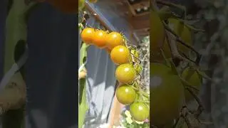 #tomato#shorts #garden
