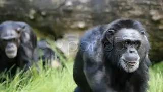 Bchimpmvi 9487. Stock Footage