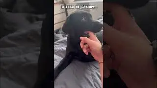 Как уложить щенка спать? #лабрадор #dog #собаки #животные #puppy #dogs #щенок #собака