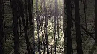 медведь пришел на солонец